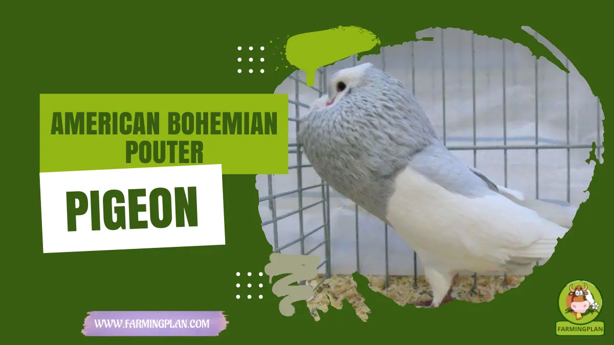 american bohemian pouter pigeon