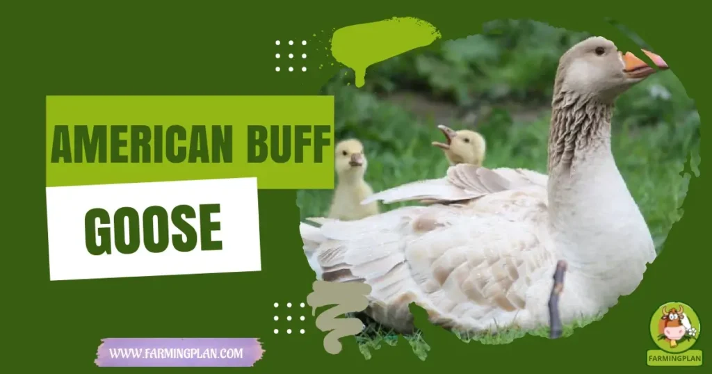 American Buff Goose