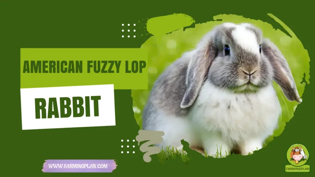 American Fuzzy Lop Rabbit