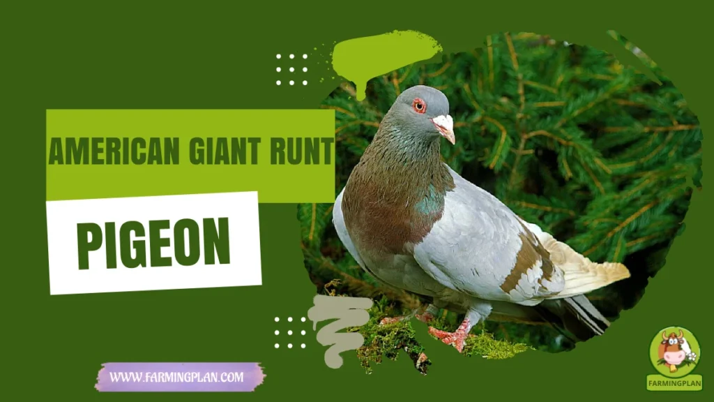 American Giant Runt Pigeon