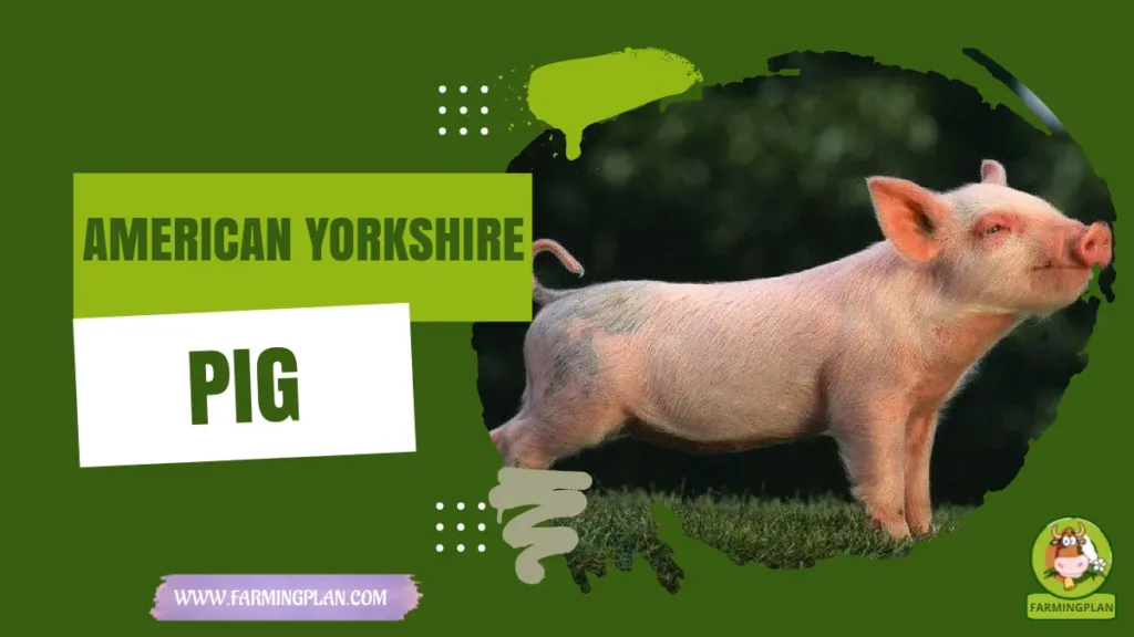 American Yorkshire Pig