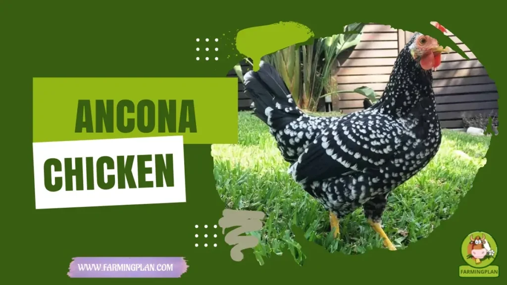 Ancona Chicken