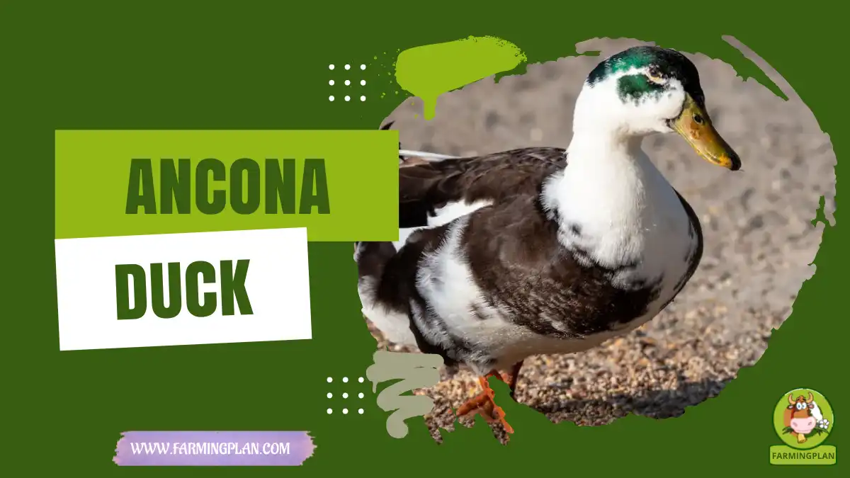 Ancona Duck