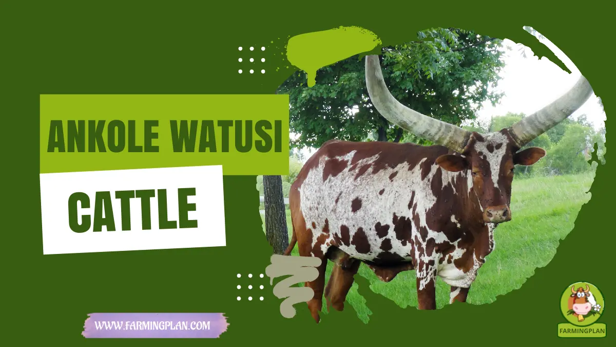 Ankole Watusi Cattle