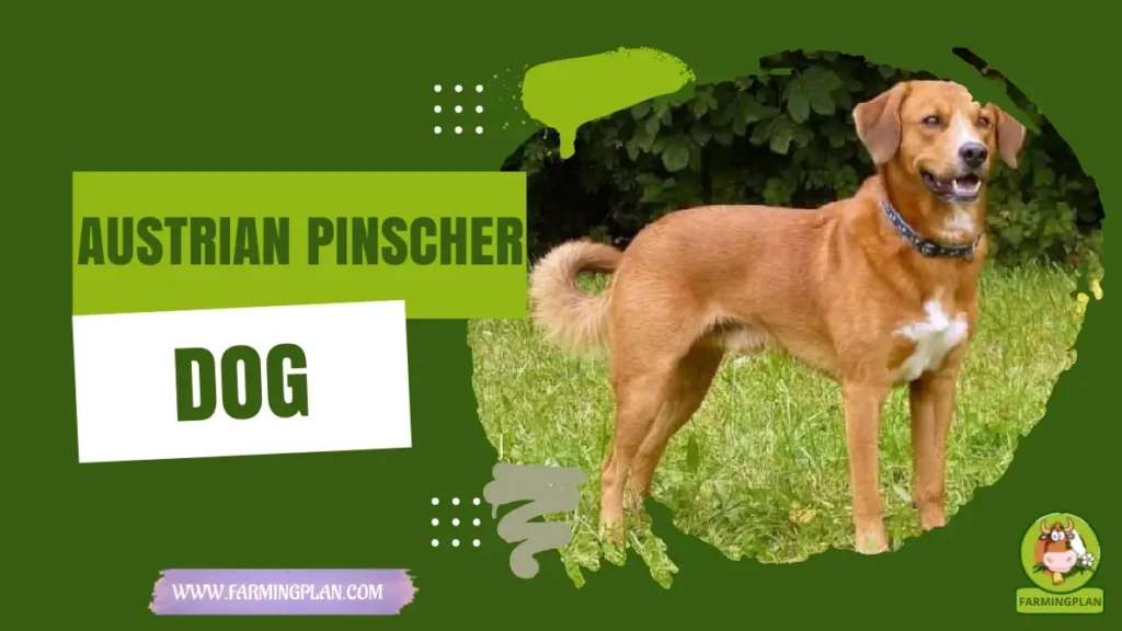 Austrian Pinscher Dog