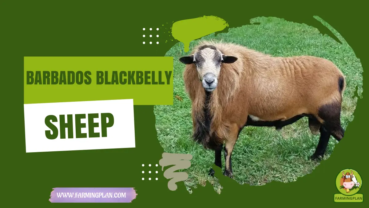 Barbados Blackbelly Sheep