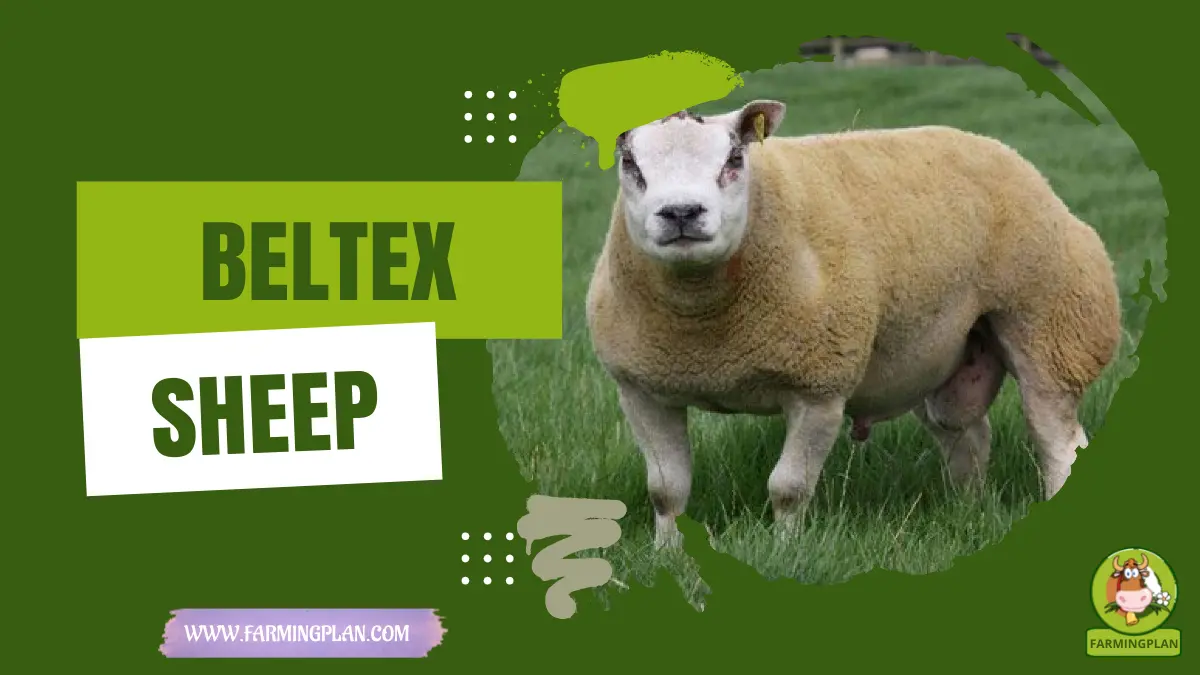 Beltex Sheep