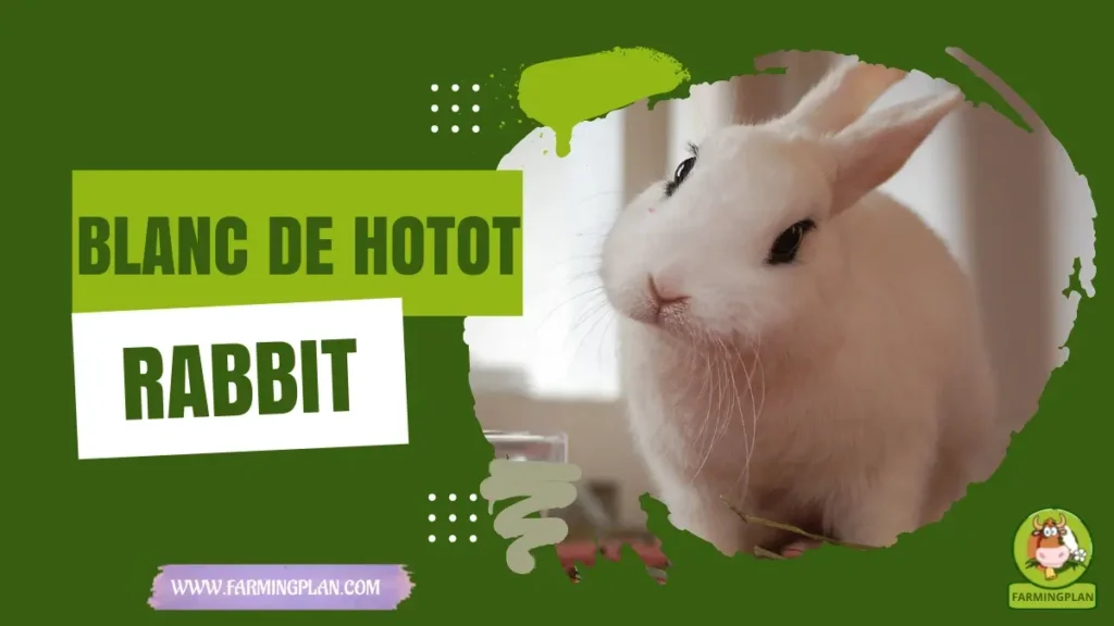 Blanc de Hotot Rabbit