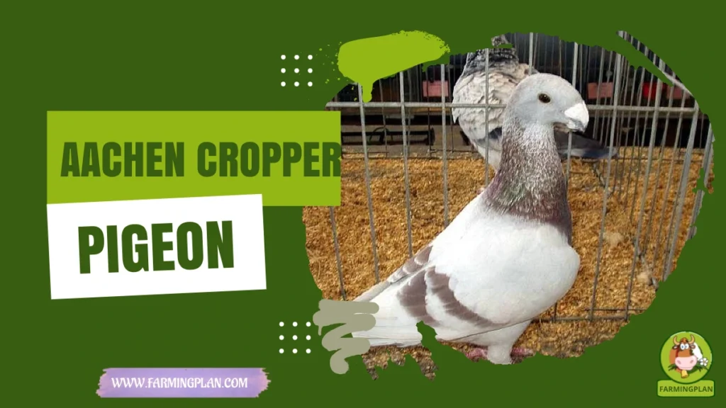 Aachen Cropper pigeon