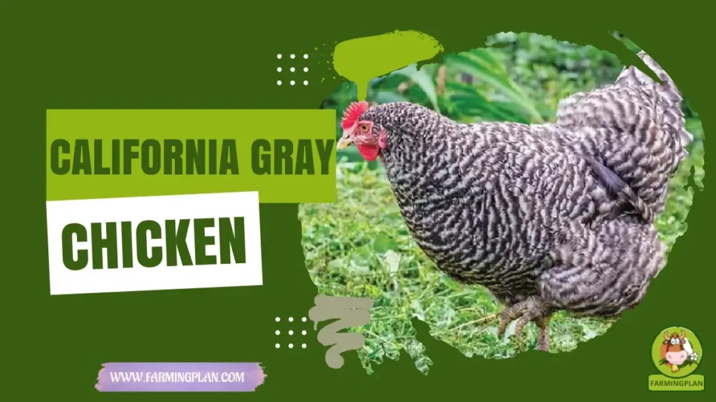 California Gray Chicken