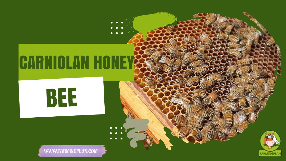 Carniolan Honey Bee