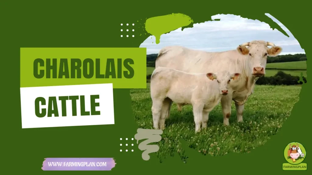 Charolais Cattle
