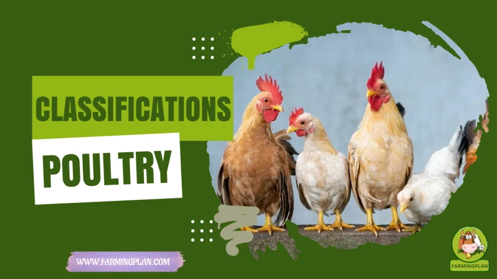 Classifications of Poultry