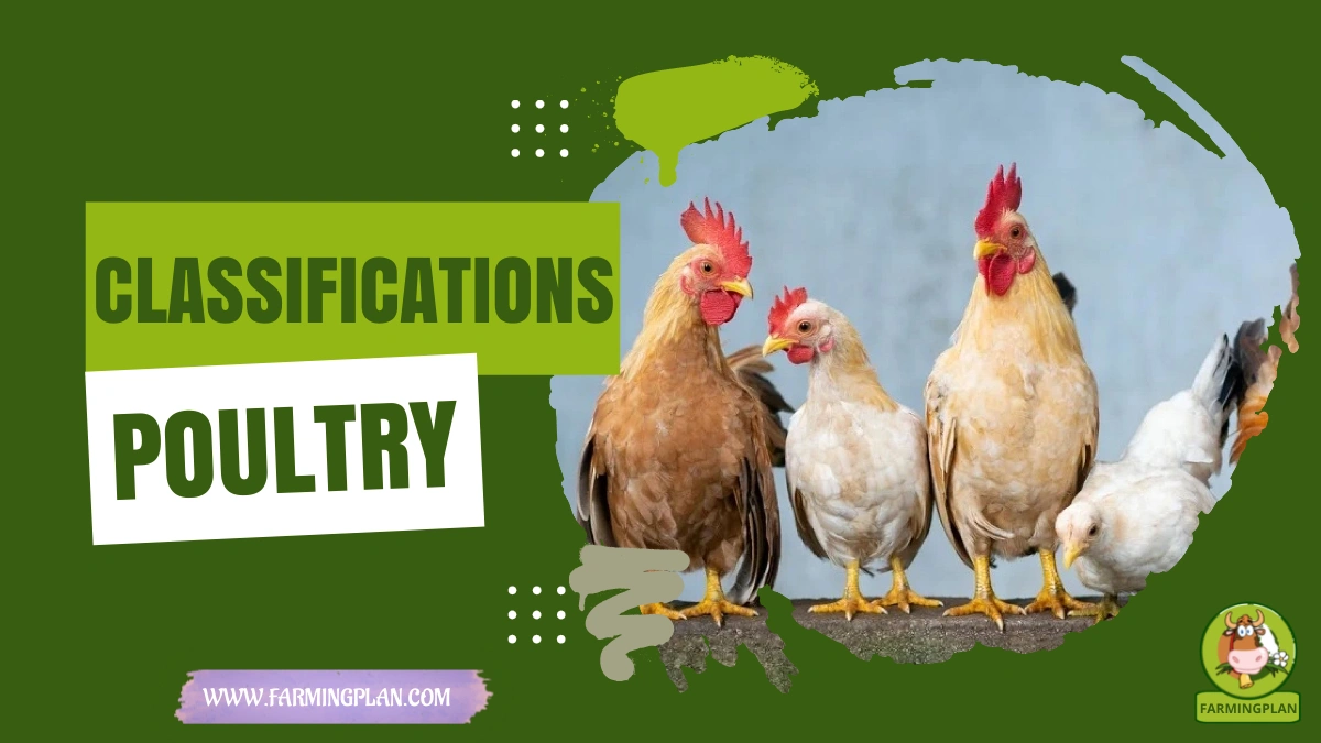 Classifications of Poultry