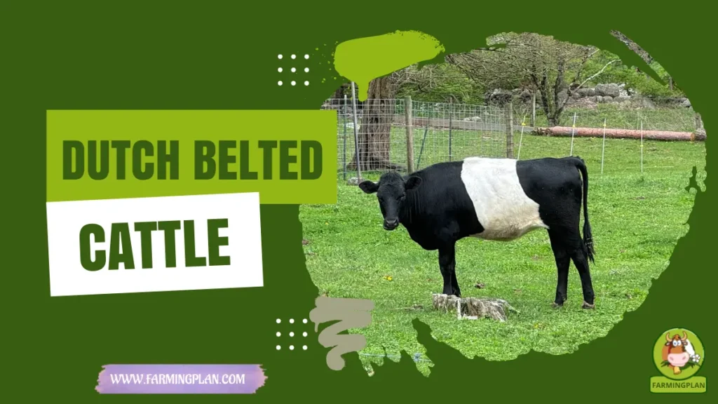 Dutch Belted Cattle