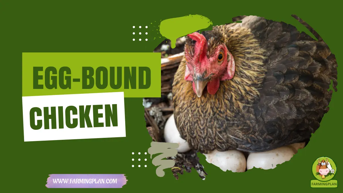 Egg-Bound Chicken