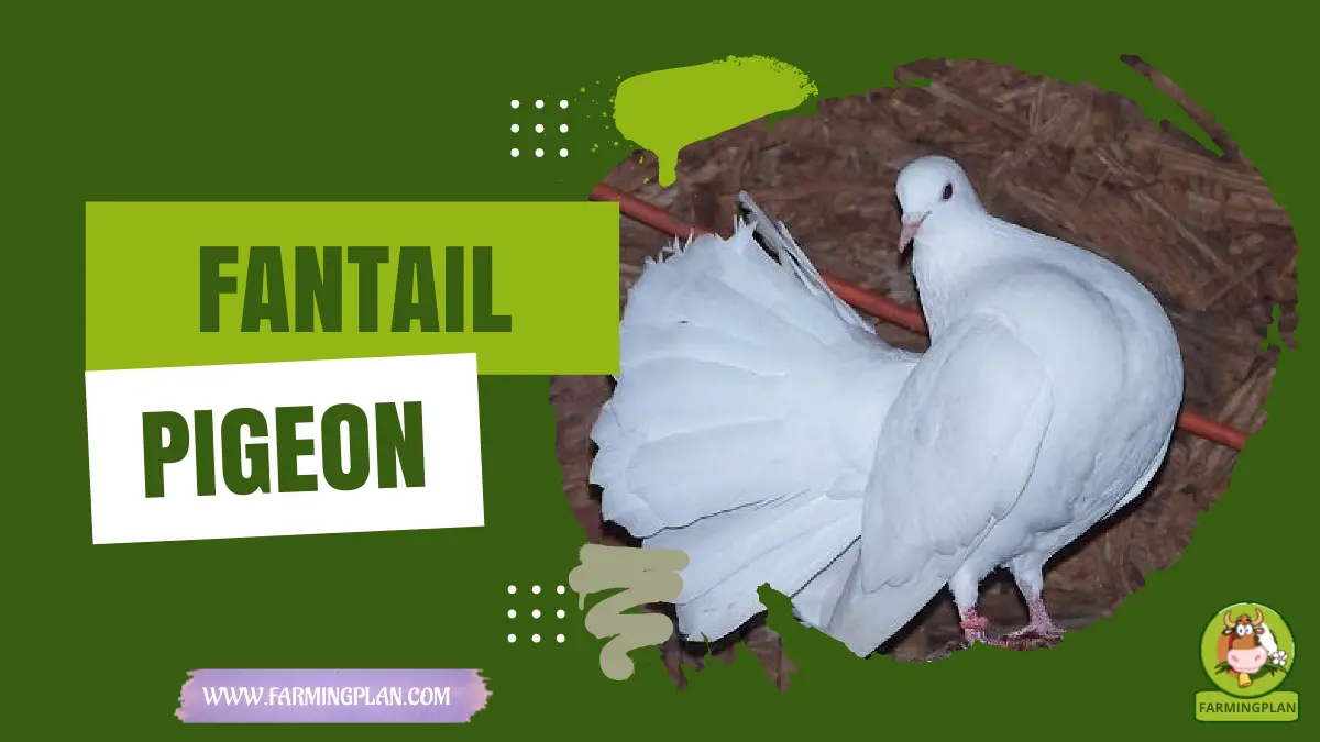 Fantail Pigeon