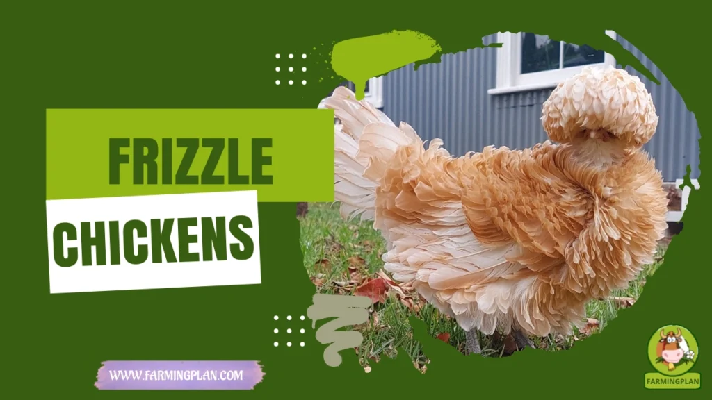 Frizzle Chickens