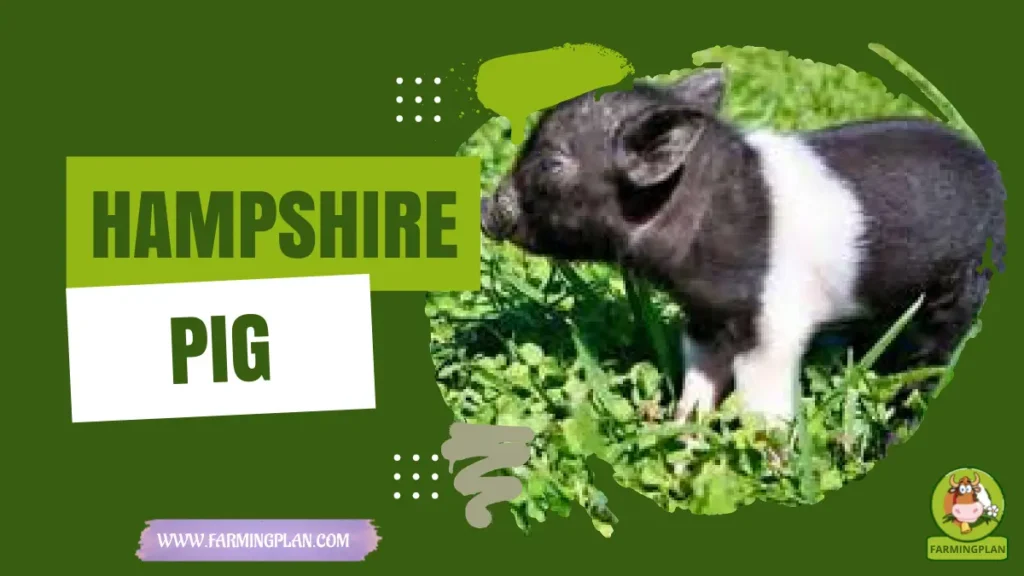 Hampshire Pig