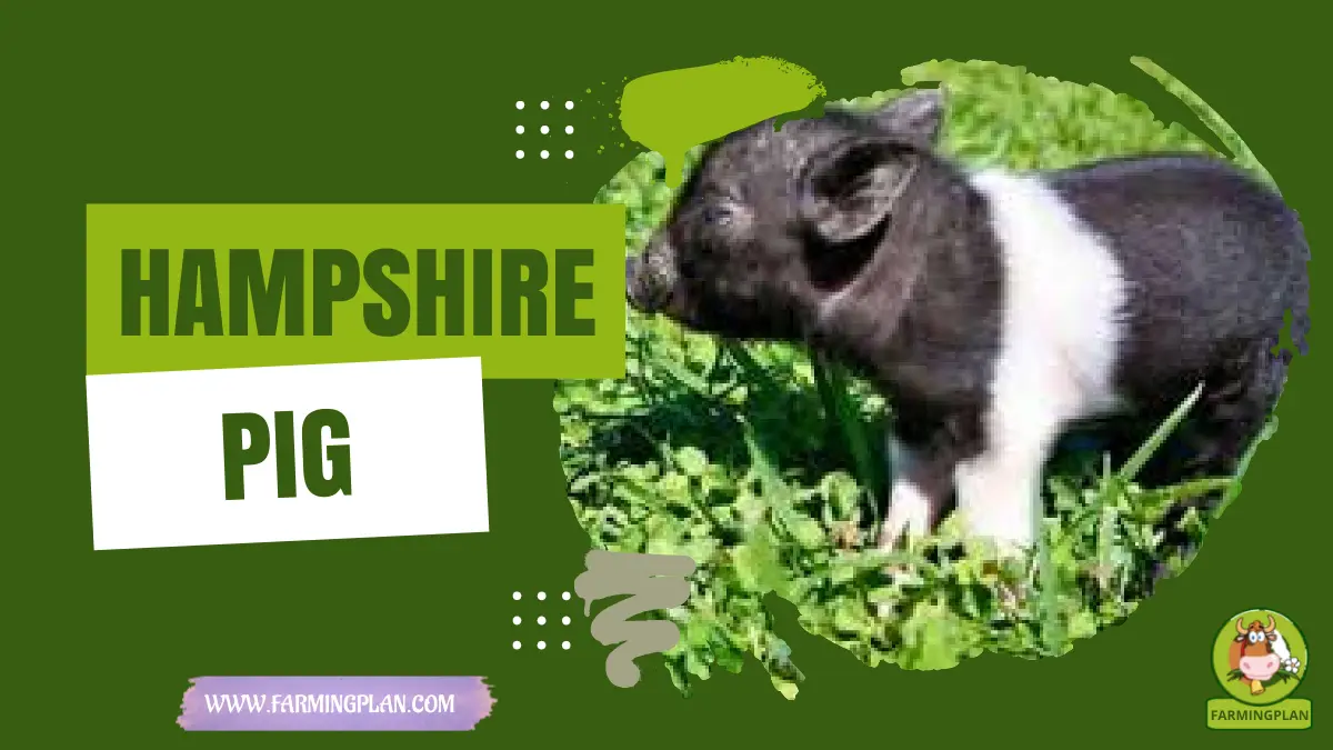 Hampshire Pig
