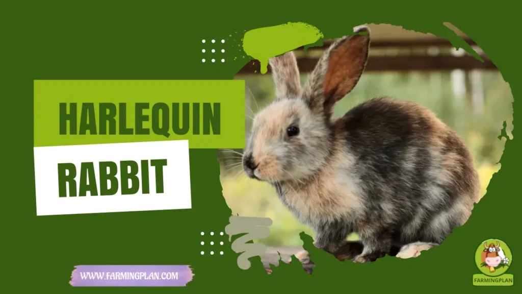Harlequin Rabbit