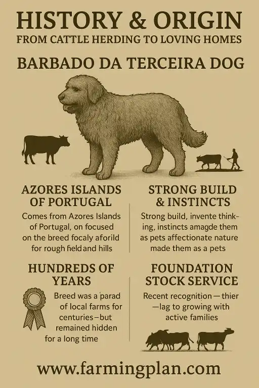 history & origin: from cattle herding to loving homes