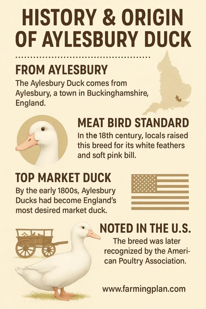 History & Origin Of Aylesbury Duck