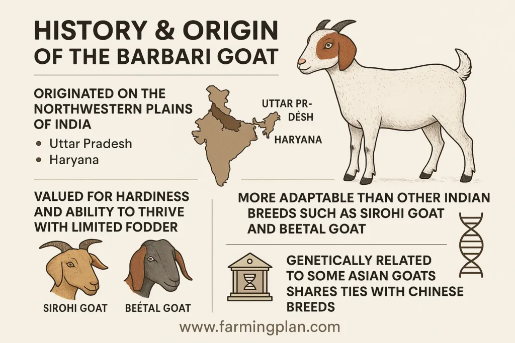 History & Origin of the Barbari Goat