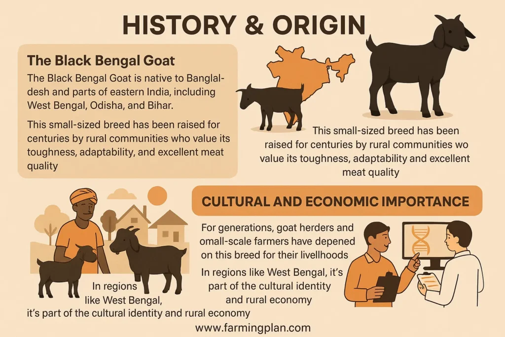 History Origin of the Black Bengal Goat