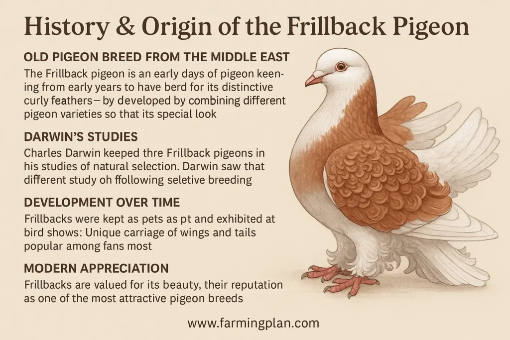 History and Origin of the Frillback Pigeon