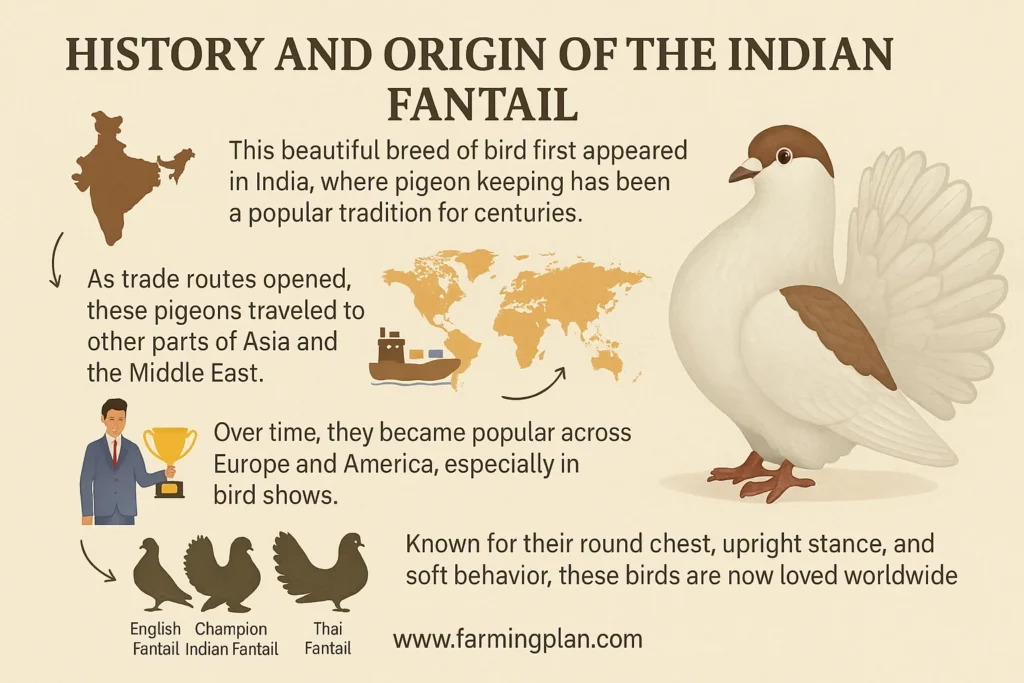 History and Origin of the Indian Fantail