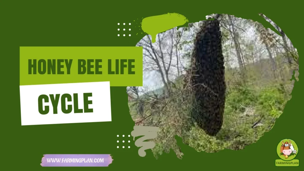 Honey Bee Life Cycle