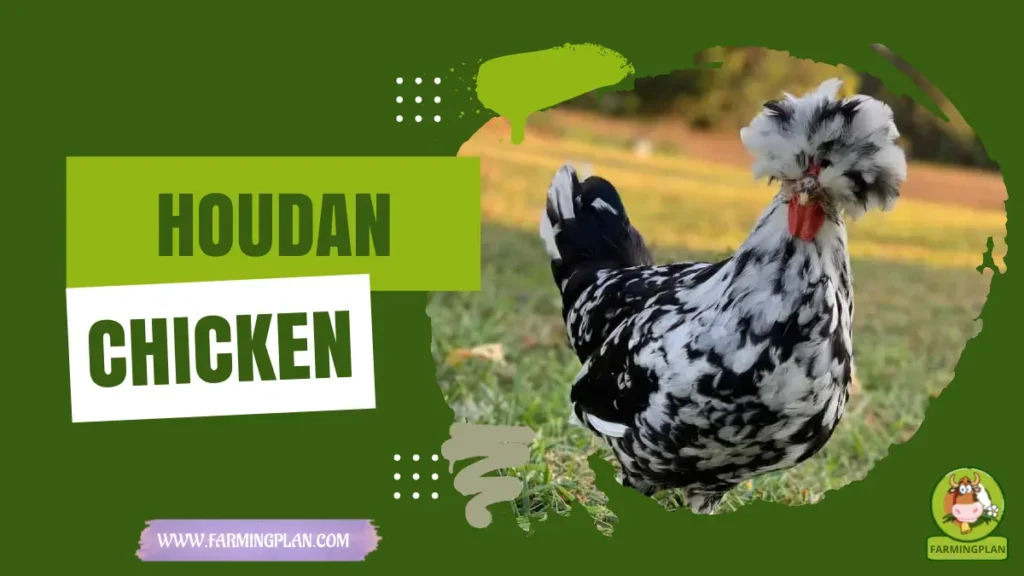 Houdan Chicken