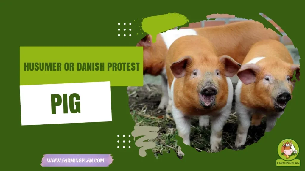 Husumer or Danish Protest Pig