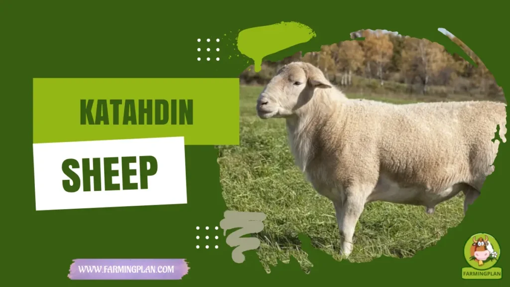Katahdin sheep