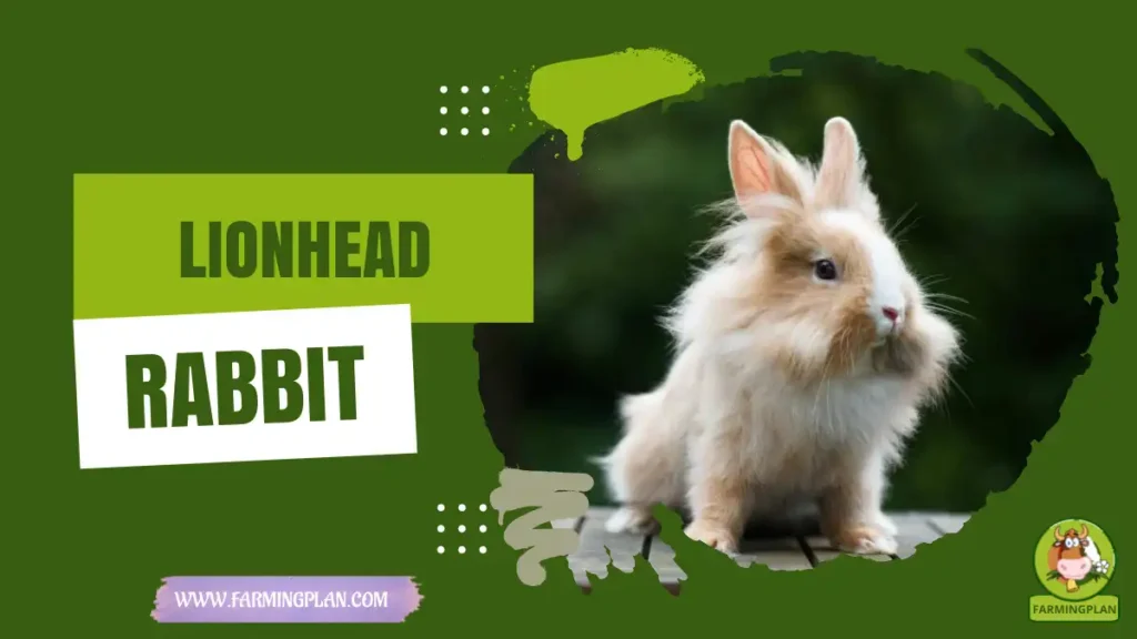 Lionhead Rabbit
