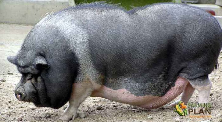 Mong Cai Pig