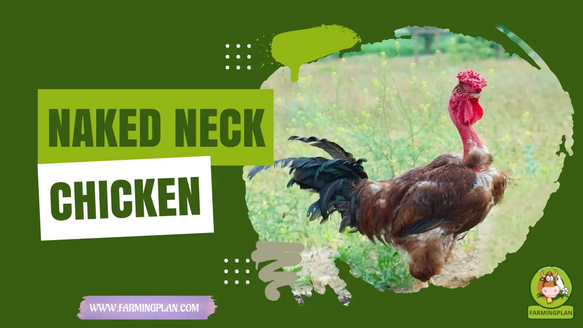 naked neck chicken