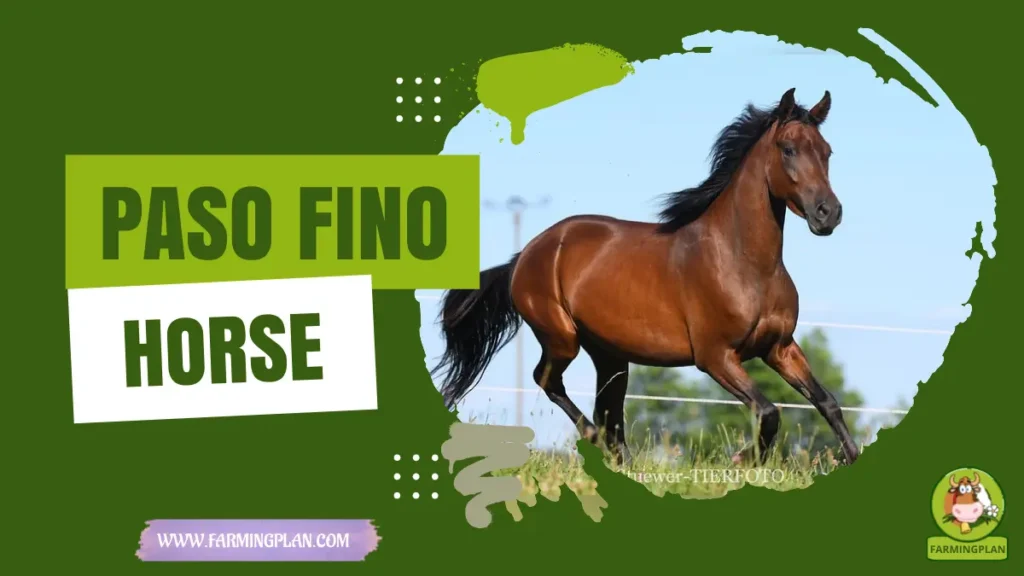 paso fino horse
