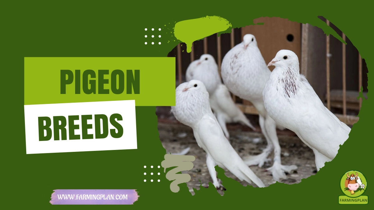 Pigeon Breeds