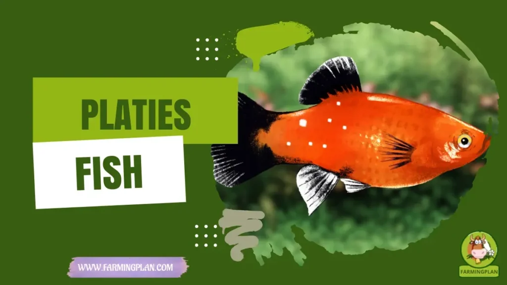Platies