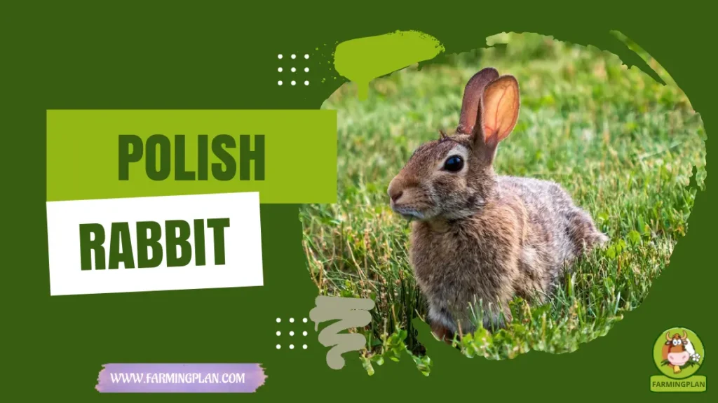 Polish Rabbit