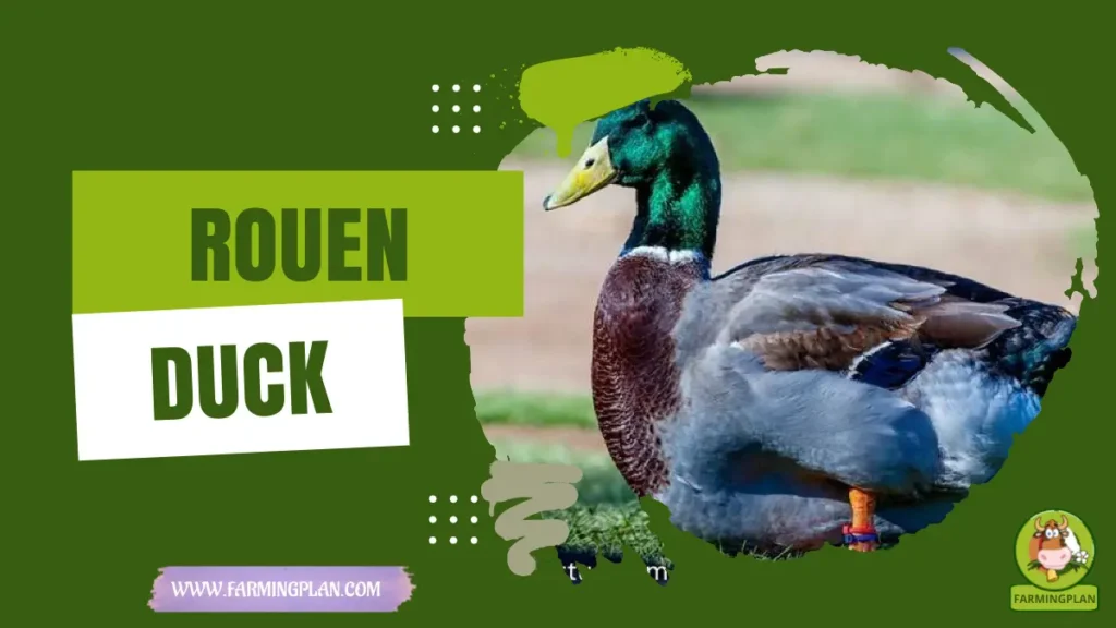 Rouen Duck