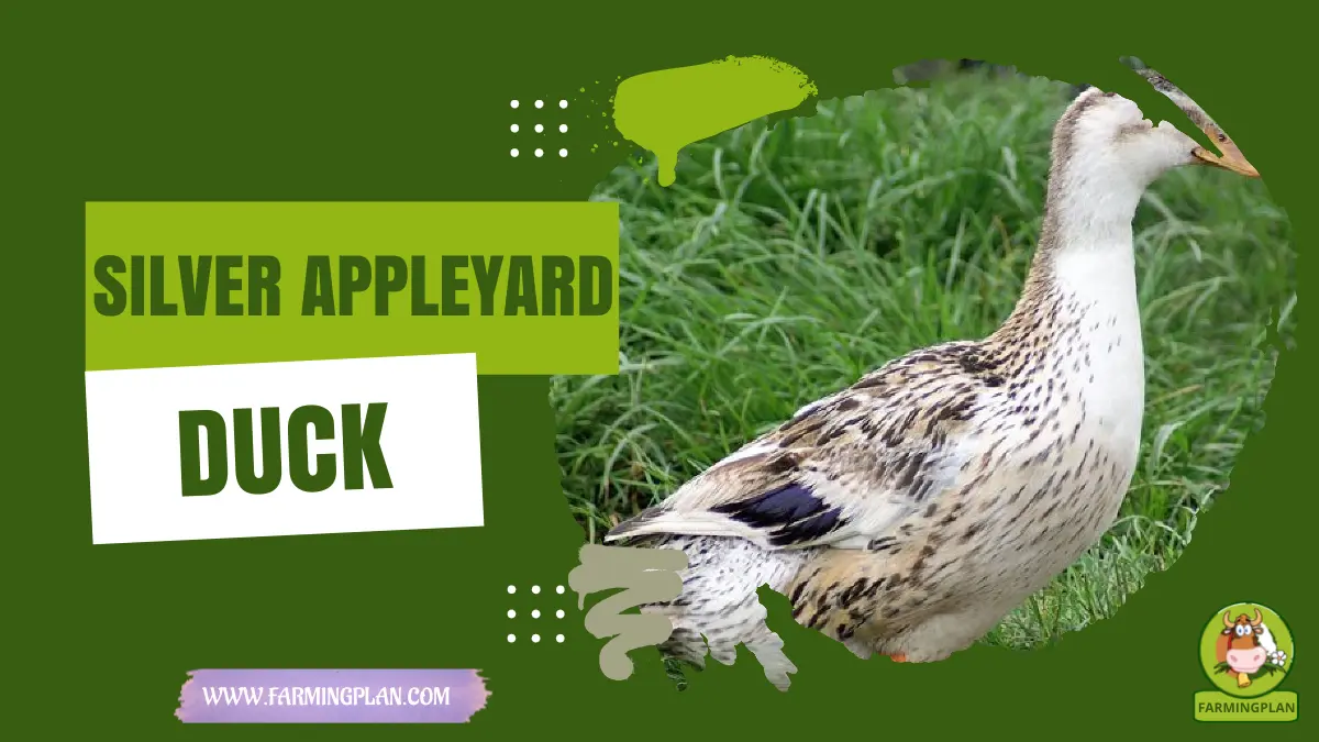 Silver Appleyard Duck