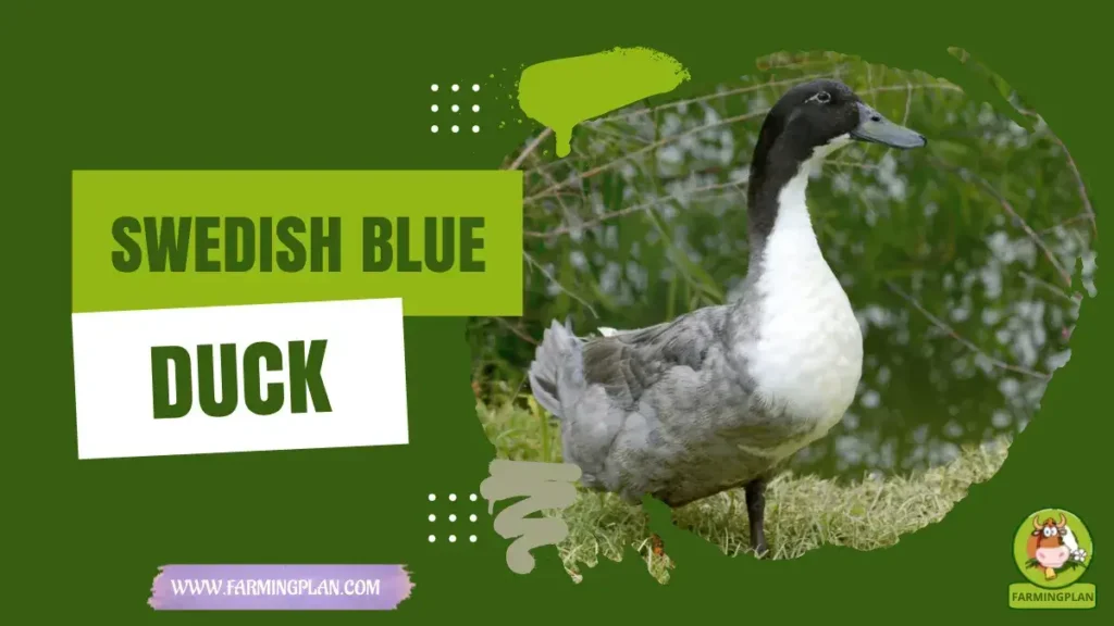 Swedish Blue Duck