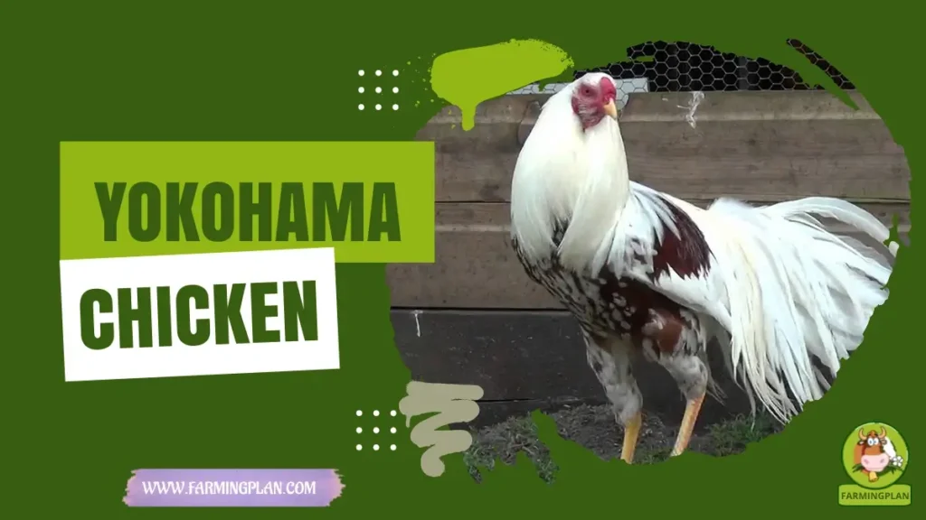 Yokohama Chicken