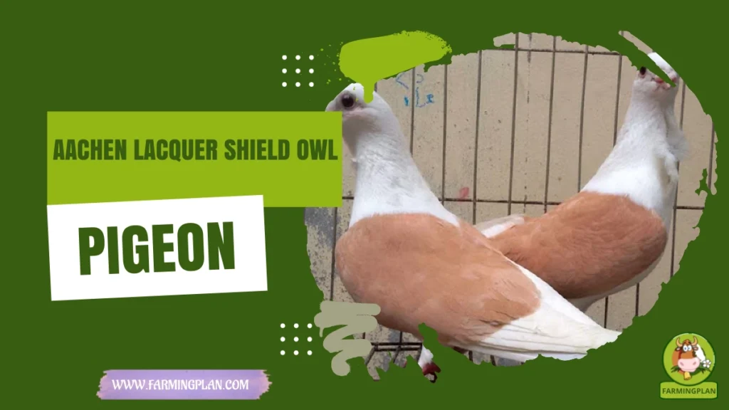 aachen lacquer shield owl pigeon