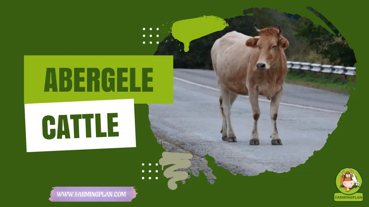 abergele cattle