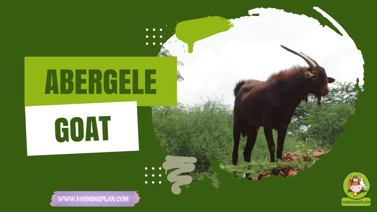 abergele goat