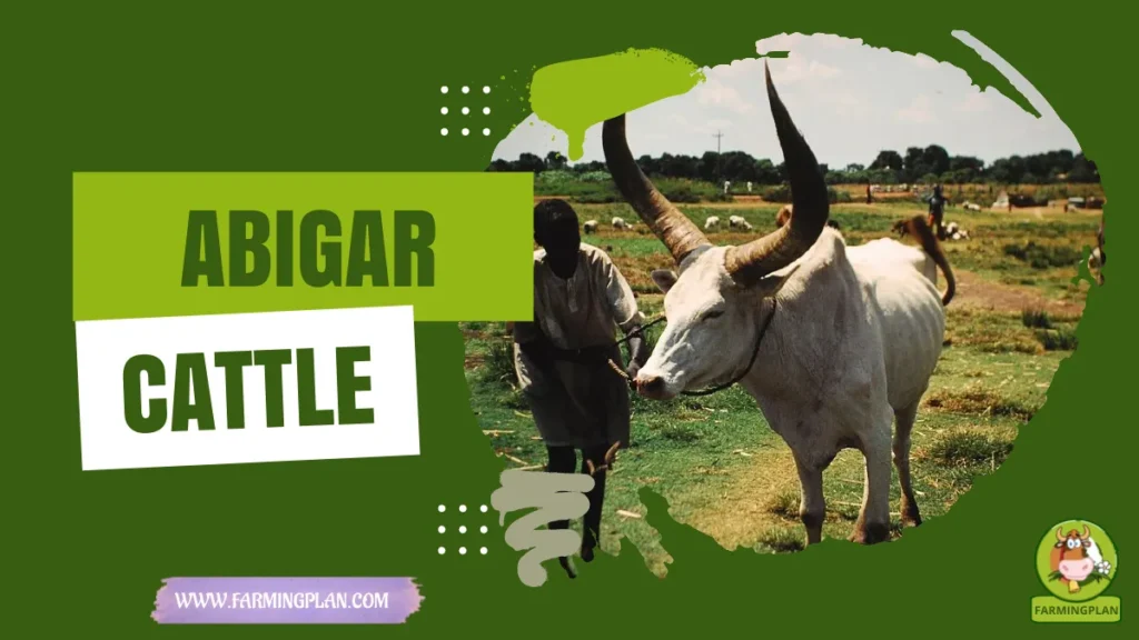 Abigar Cattle